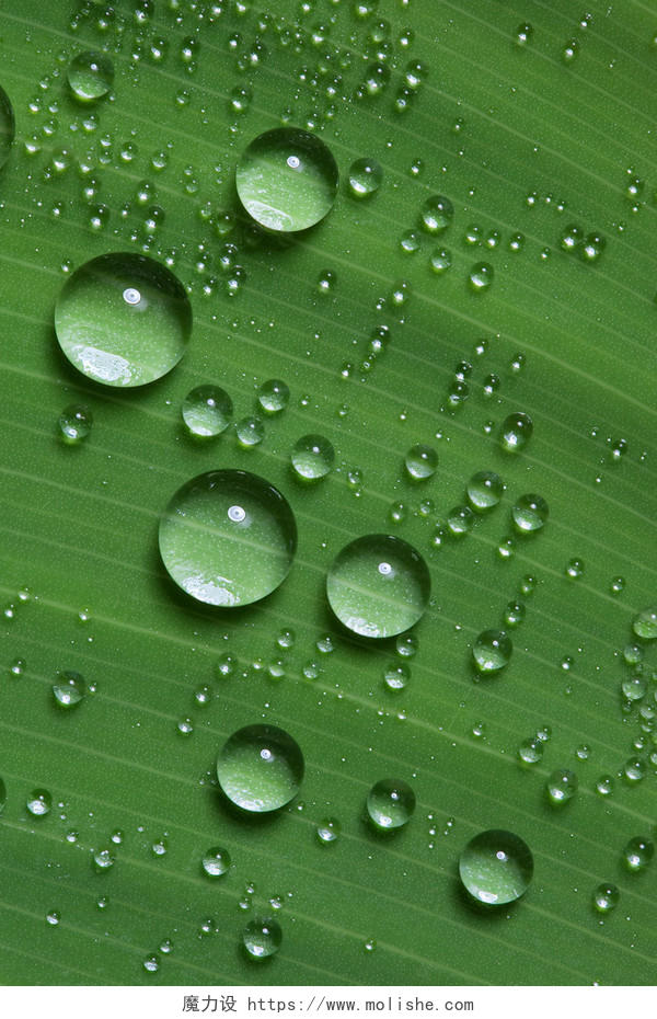 带水珠的绿叶露珠水珠绿叶叶片传统二十四节气24节气谷雨传统二十四节气24节气雨水